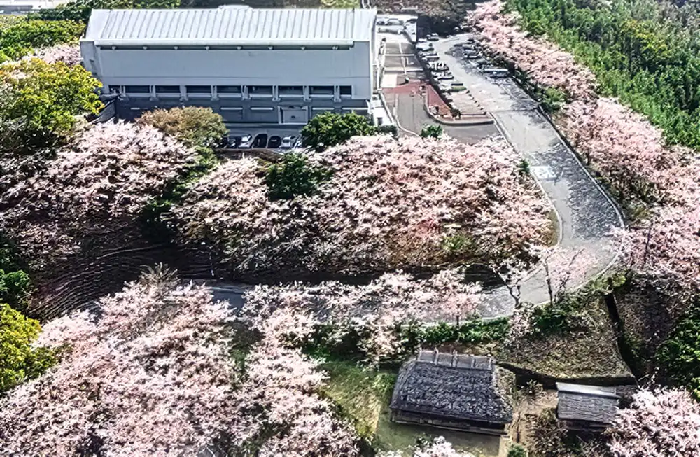 岡豊山（おこうやま）の桜
