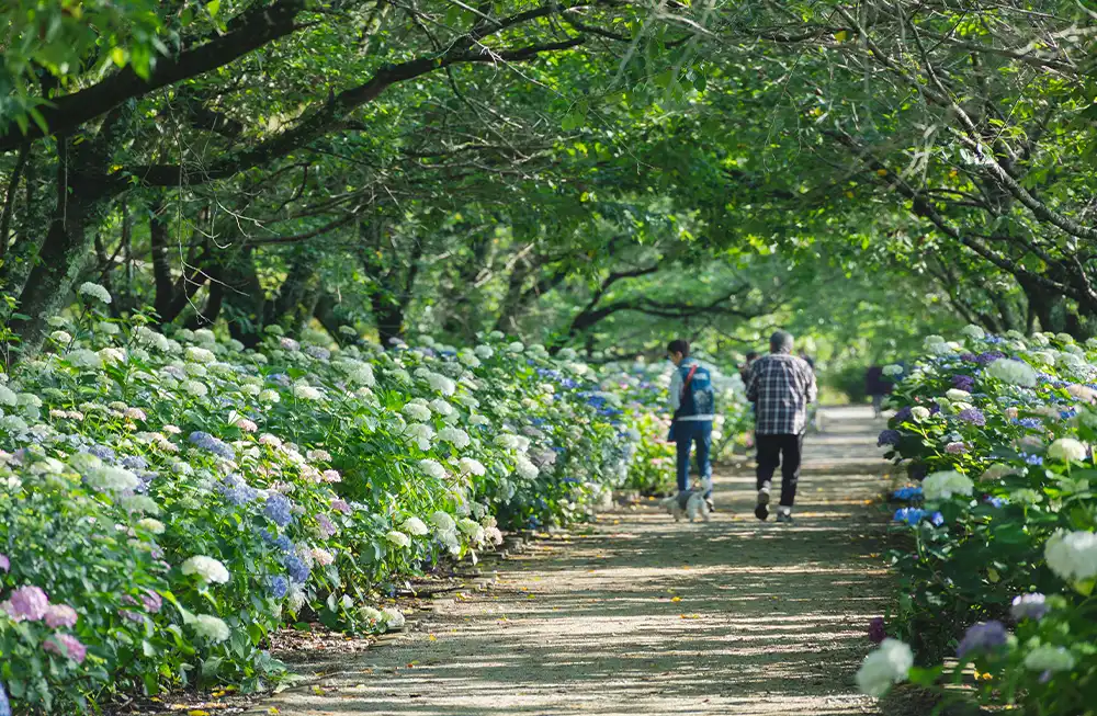 のいちあじさい街道