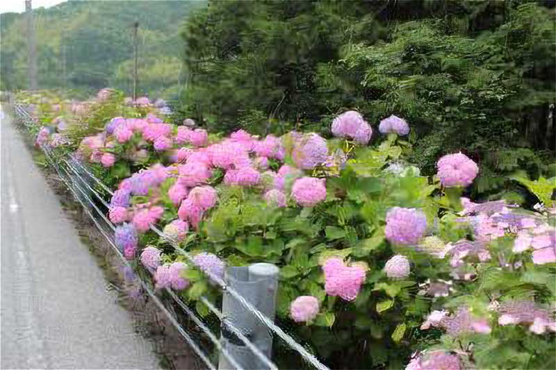 あじさいロード