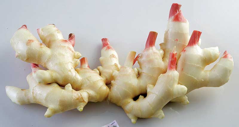 南国の新しょうが