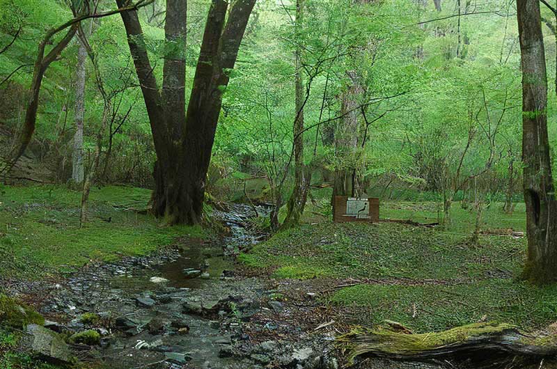 西熊さおりが原